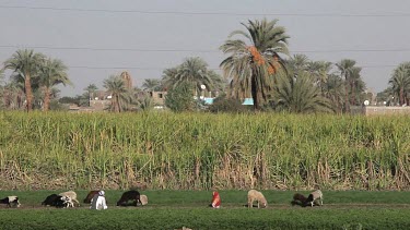 Grazing Sheep & Sugar Cane Field, Near, Luxor, Egypt