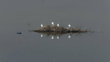 Egrets On Small Island, River Nile, Luxor, Egypt