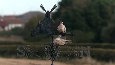 Collard Doves & Rusty Weathervane, Cayton Bay, North Yorkshire, England