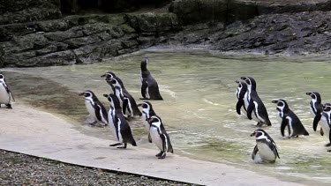 Humboldt Penguins Walking, Flamingo Land Zoo, North Yorkshire, England
