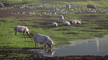 Pigs Drinking In Flooded Field, A64 Sherburn, North Yorkshire, England