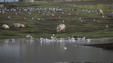 Pigs & Seagulls In Flooded Field, A64 Sherburn, North Yorkshire, England