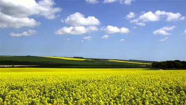 Rapeseed Field, Foxholes, North Yorkshire, England