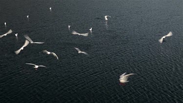 Birds On Naden Lower Reservoir, Wolstenholme, Lancashire
