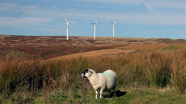 A Sheep & Wind Turbines On Moor, Near, Wolstenholme, Lancashire
