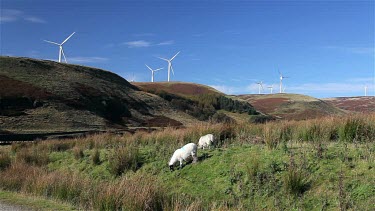 Sheep & Wind Turbines On Moor, Near, Wolstenholme, Lancashire