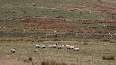 Sheep Walking On Moor, A680, Wolstenholme, Lancashire