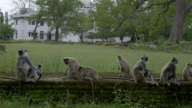 Grey Langur Monkey'S Feeding, Anuradhapura, Sri Lanka