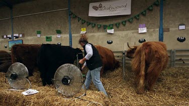 Highland Cattle Kept Cool With Electric Fans, The Great Yorkshire Show, North Yorkshire