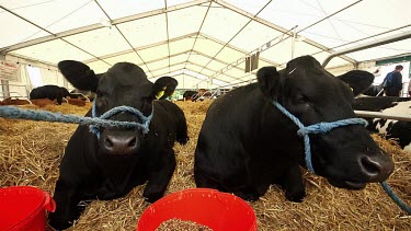 Black Aberdeen Angus, The Great Yorkshire Show, North Yorkshire