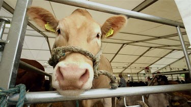 Limousin Cattle In Cattle Shed, The Great Yorkshire Show, North Yorkshire