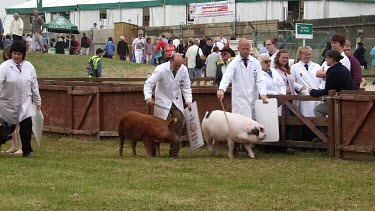 Pigs Being Judged In Pig Ring, The Great Yorkshire Show, North Yorkshire