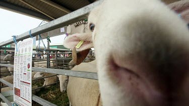 Show Sheep Sniffing Camera, The Great Yorkshire Show, North Yorkshire