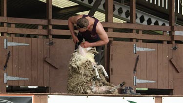 Display Of Hand Blade Shearing On Sheep, The Great Yorkshire Show, North Yorkshire