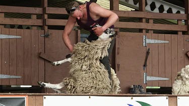 Display Of Hand Blade Shearing On Sheep, The Great Yorkshire Show, North Yorkshire
