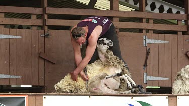 Display Of Hand Blade Shearing, The Great Yorkshire Show, North Yorkshire