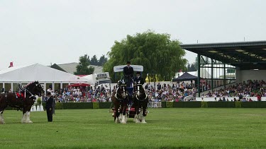 Heavy Shire Horse Teams Parade Around Main Show Ring, The Great Yorkshire Show, North Yorkshire