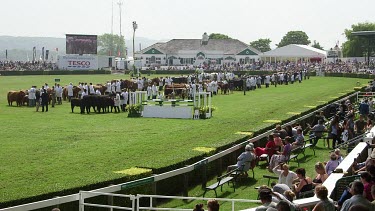 View Of Cattle Parade From Main Stand, The Great Yorkshire Show, North Yorkshire