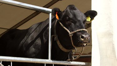 Black Aberdeen Angus Cow, The Great Yorkshire Show, North Yorkshire