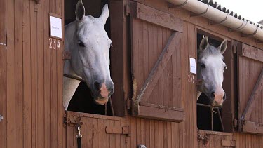 Two White Horses Looking Out Of Stable Doors, The Great Yorkshire Show, North Yorkshire