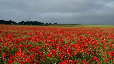 Red Poppies In Field, Racecourse Road, Scarborough, North Yorkshire