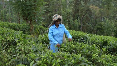Tea Picker At Geragama Plantation, Pilimatalawa, Sri Lanka